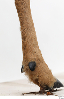 European roe deer leg 0073.jpg